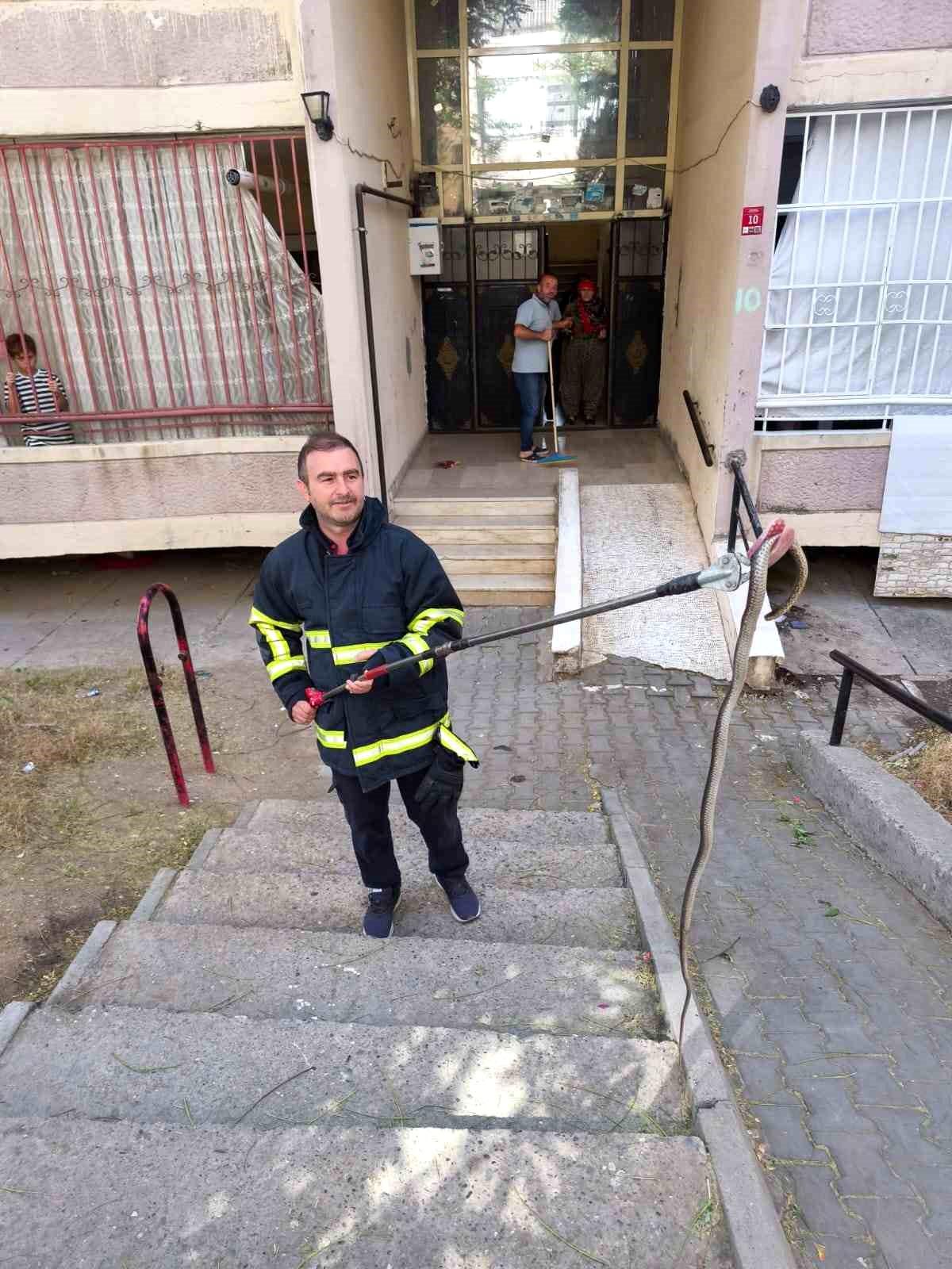Batman'da Bina Girişinde Yılan Yakalandı