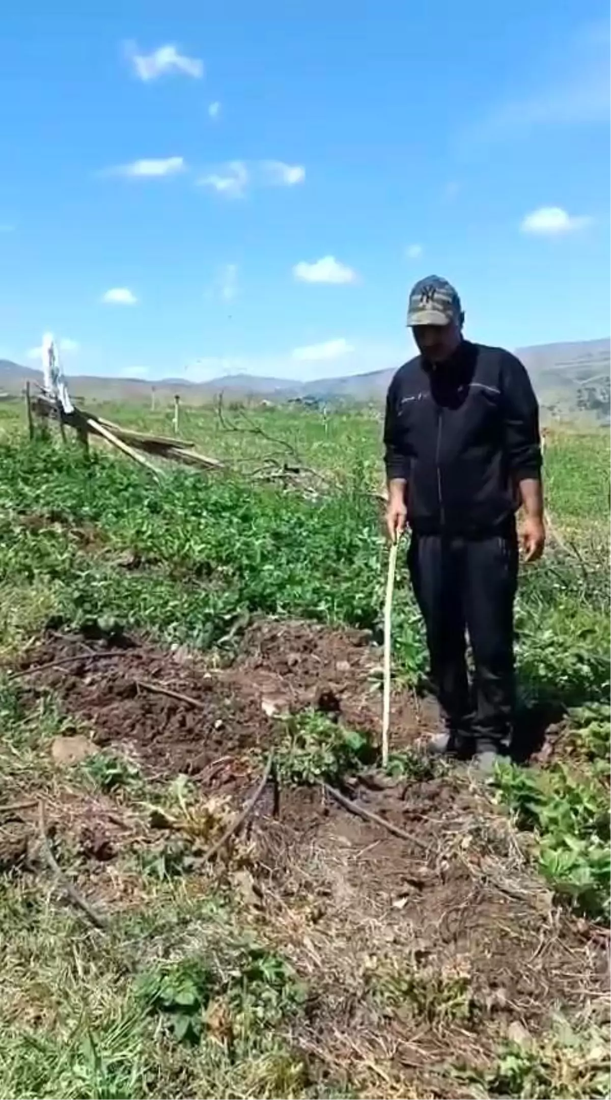 Elazığlı Çiftçiden Domuzlara Sitem: 'Olmuş Çileği Yiyeydiniz!'