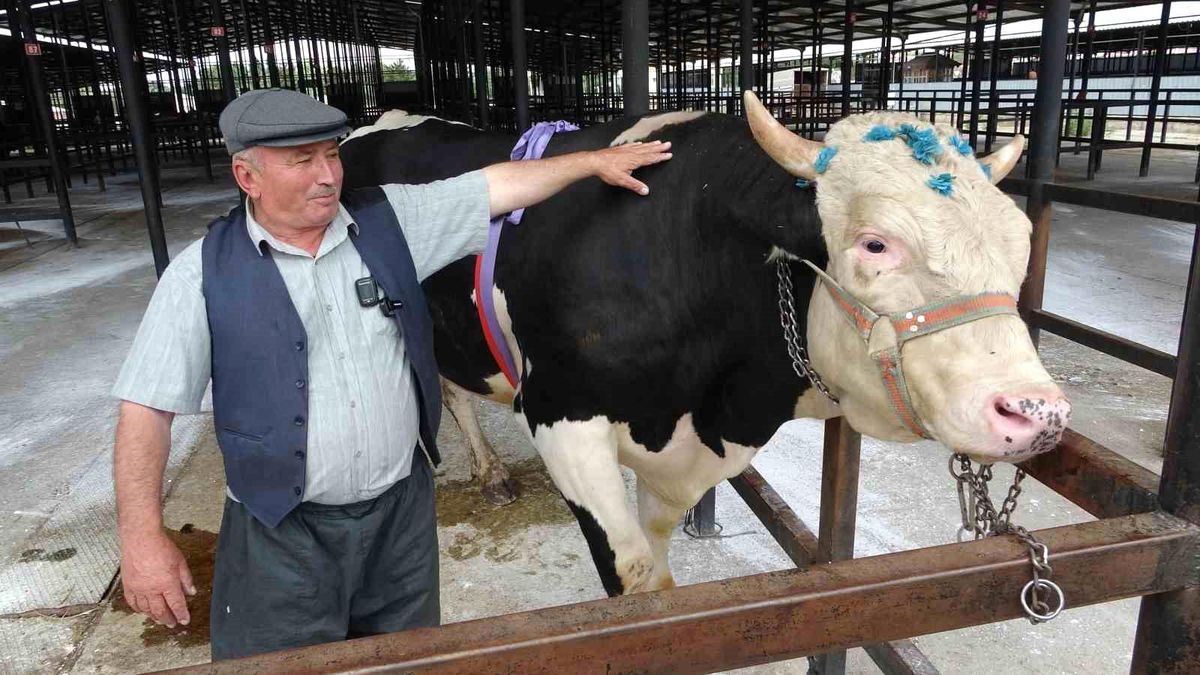 Kütahya'da Bayram Öncesi 1 Ton 200 Kilogramlık Tosun Satıldı