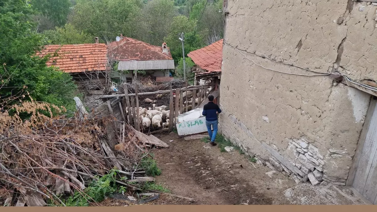 Kurtlar Koyun Ağılına Saldırdı: 25 Koyun Telef Oldu