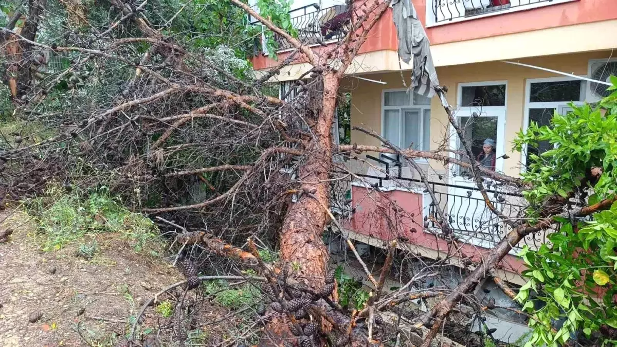 Kurumış Çam Ağacı Devrildi, Bina Zarar Görmedi