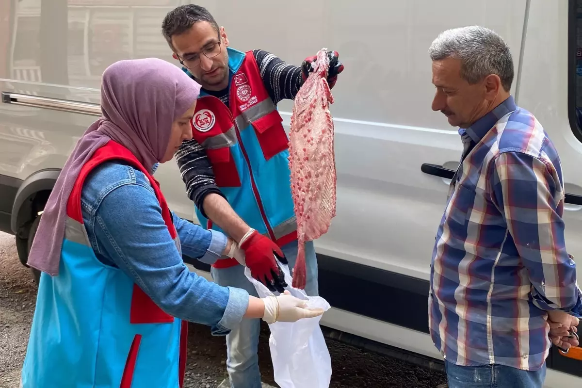 Sinop'ta kaçak avlanan 363 kalkan balığı vatandaşa dağıtıldı
