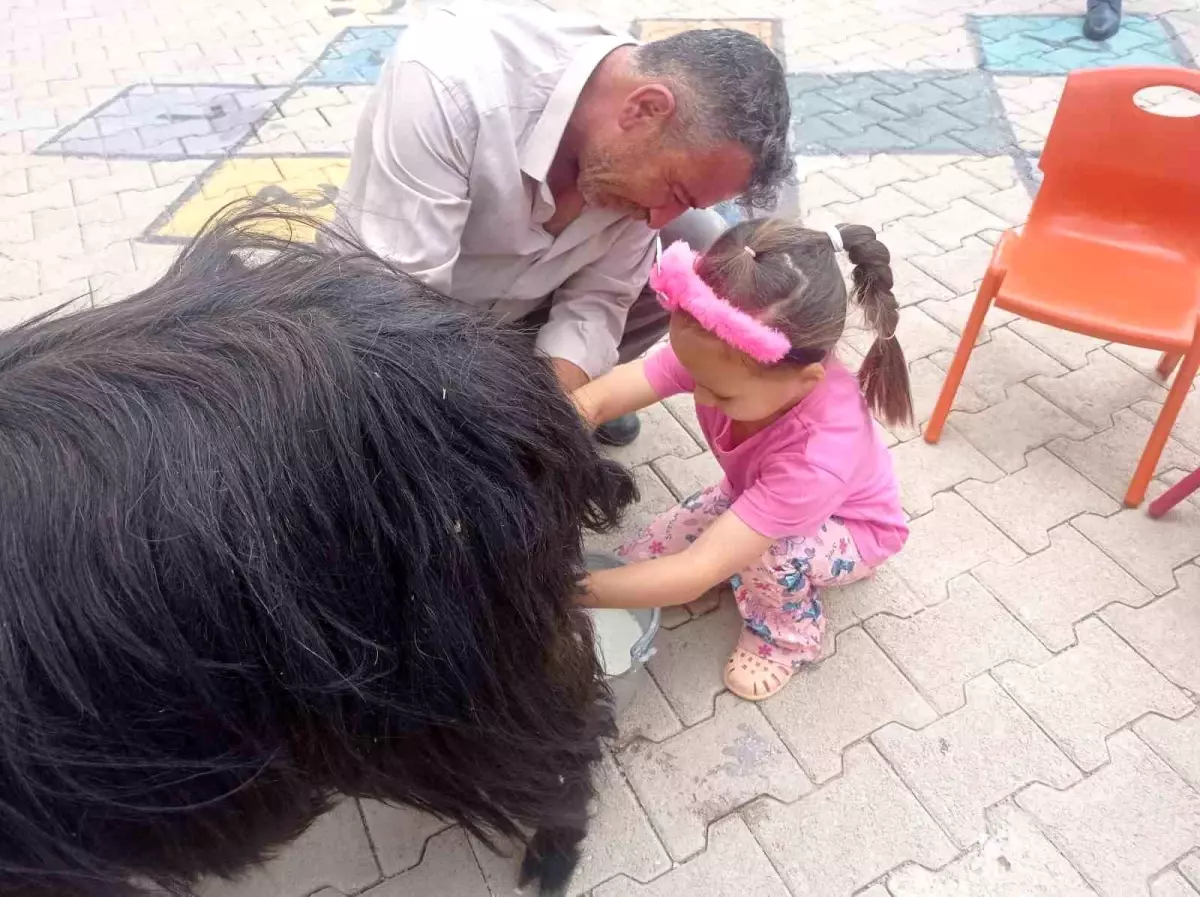 Dünya Süt Günü Etkinliği Şırnak'ta Gerçekleştirildi