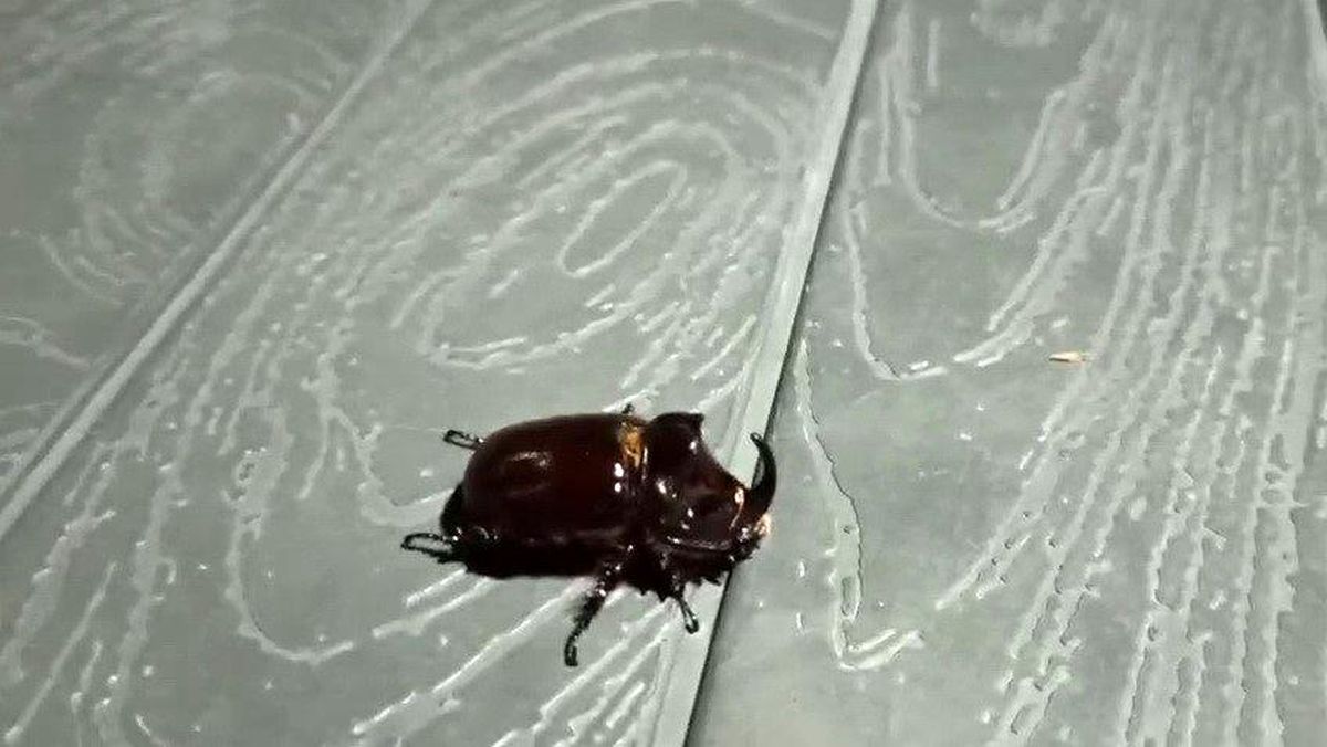 Adıyaman'da Nadir Gergedan Böceği Görüntülendi