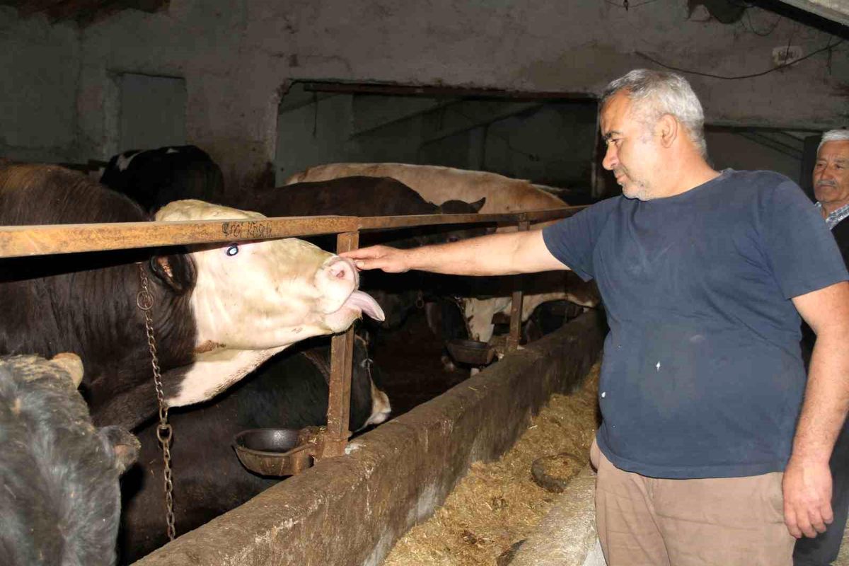 Ankaralılar Kurbanlık İçin Çankırı'yı Tercih Ediyor