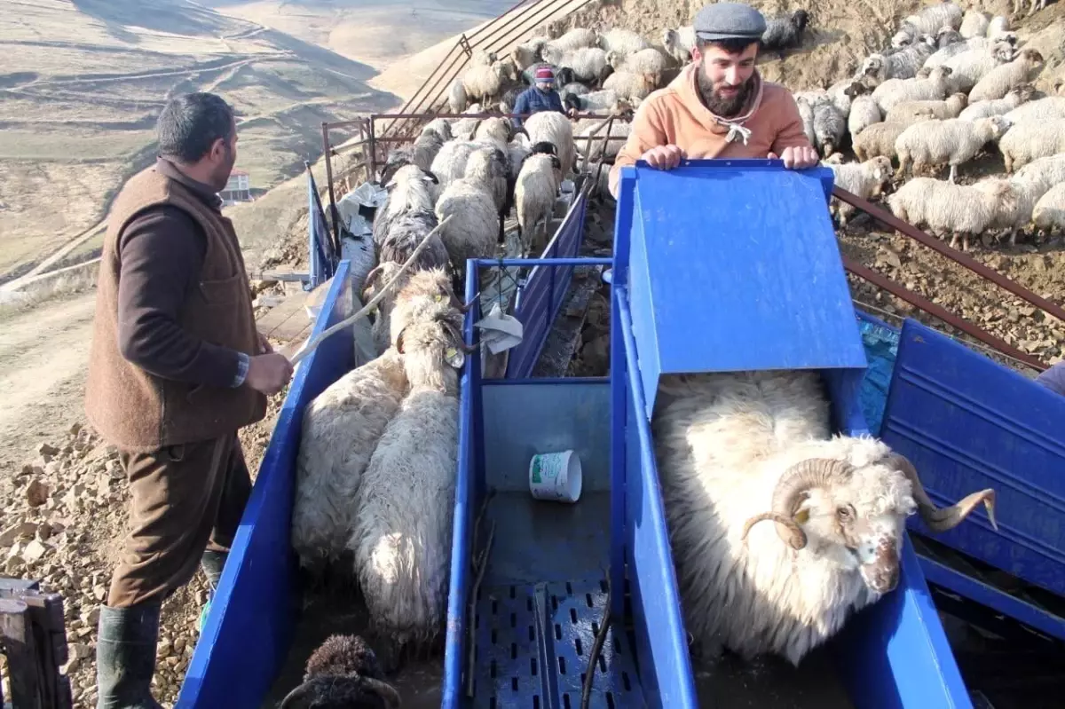 Bayburt'ta Koyun Yıkama Projeleri ile Hayvan Refahı Artıyor