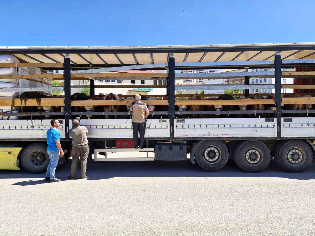 Kurban Bayramı Öncesi Bayburt'ta Hayvan Taşıma Denetimleri Arttı