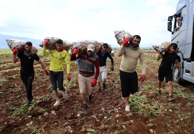 The harvest has started, and their monthly earnings reach 100,000