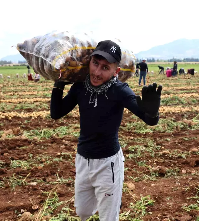The harvest has started, and their monthly earnings reach 100,000