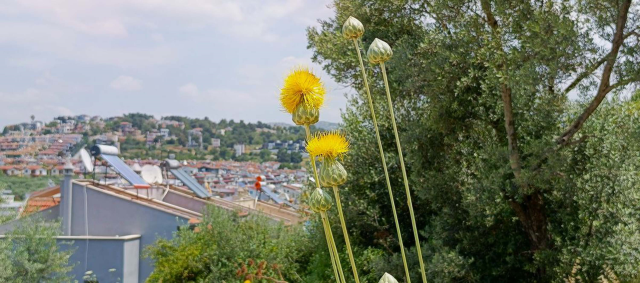 The penalty for picking blooming Tülüşah is 557 thousand TL
