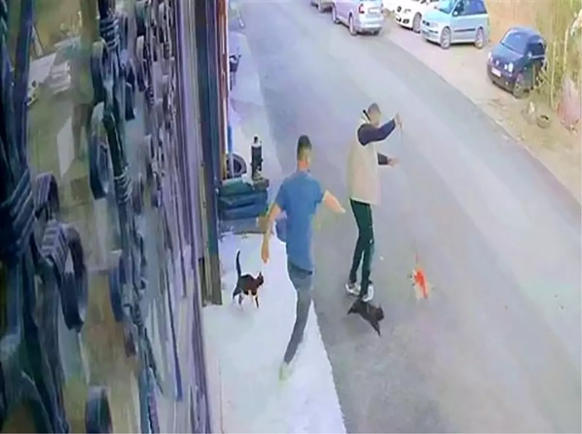 Erzurum'da Çılgın Kedilerin Köpek Saldırısı
