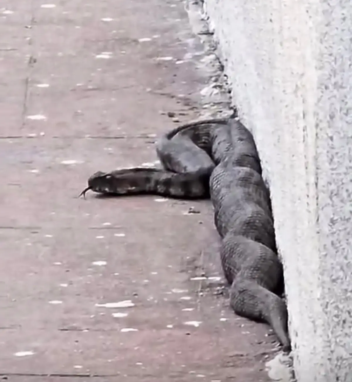 Gaziantep'te Sitede Yılan Paniği