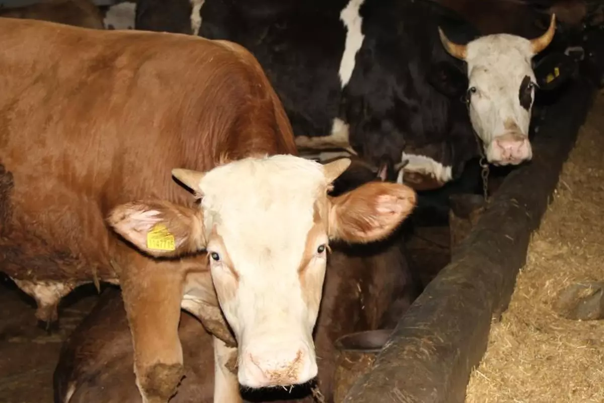 Kurban Bayramı'nda berberler bile bu işe giriyor! 63 bin TL cezası var