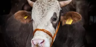 Kurban nasıl seçilir? En iyi kurbanlık hayvan nasıl anlaşılır, dini açıdan kurbanlık hayvan şartları nelerdir?