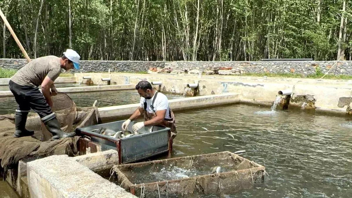Malatya'nın Doğanşehir İlçesi Su Ürünleri Üretiminde Öne Çıkıyor