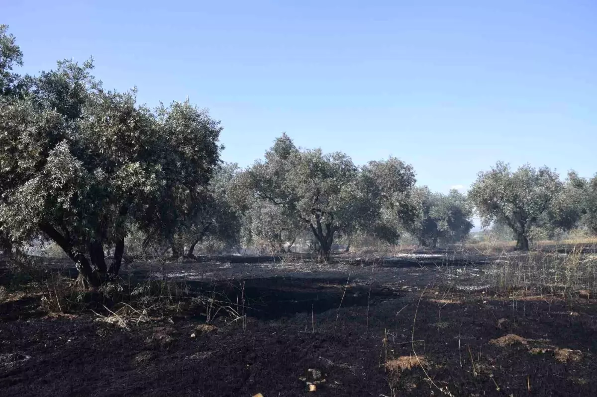 Manisa'da Tarım Arazisinde Yangın: 120 Dönüm Buğday ve 20 Dönüm Zeytin Zarar Gördü
