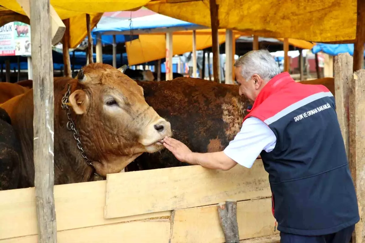 Kurban Bayramı Öncesi Tarım Müdürü'nden Hayvan Sağlığı Uyarısı