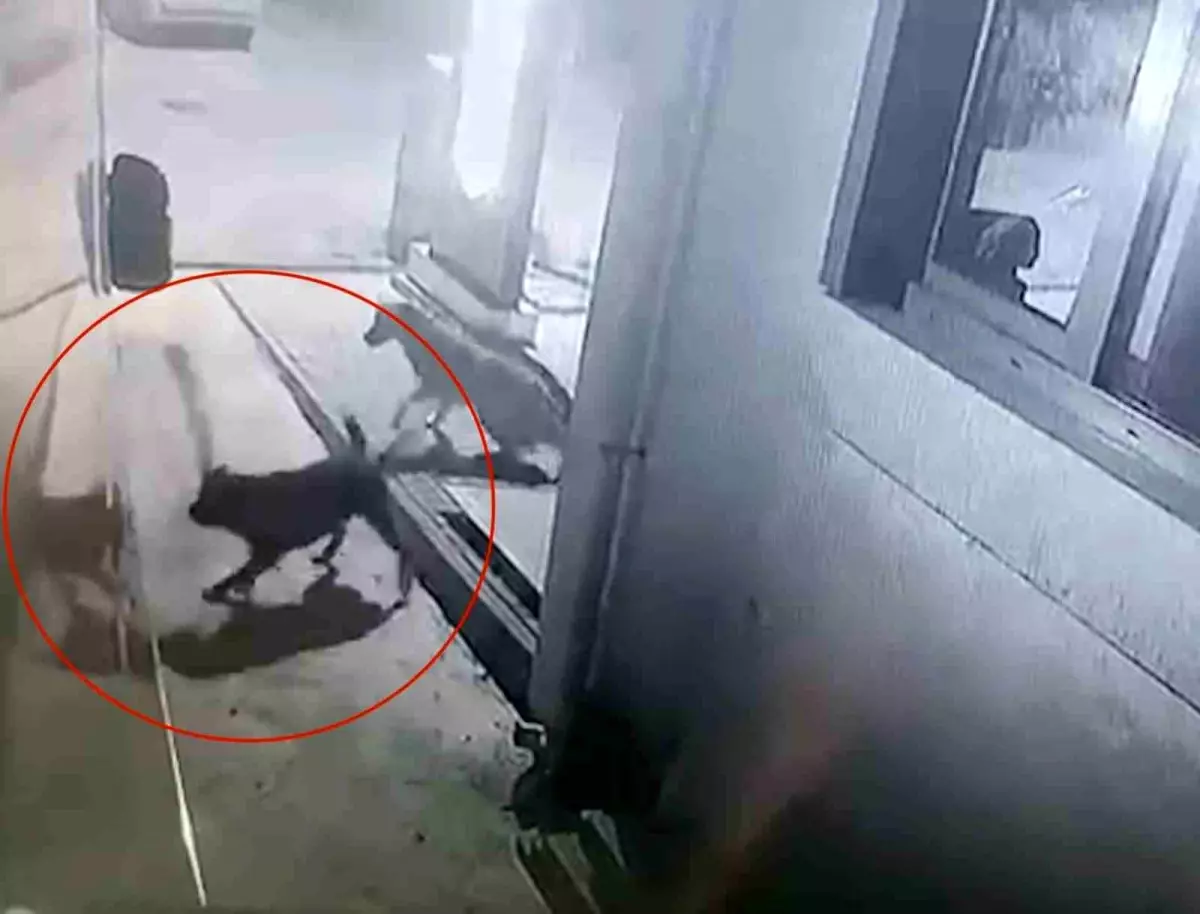 Sokak Köpekleri Karavanı Parçaladı, Araç Sahibi Önlem İstiyor