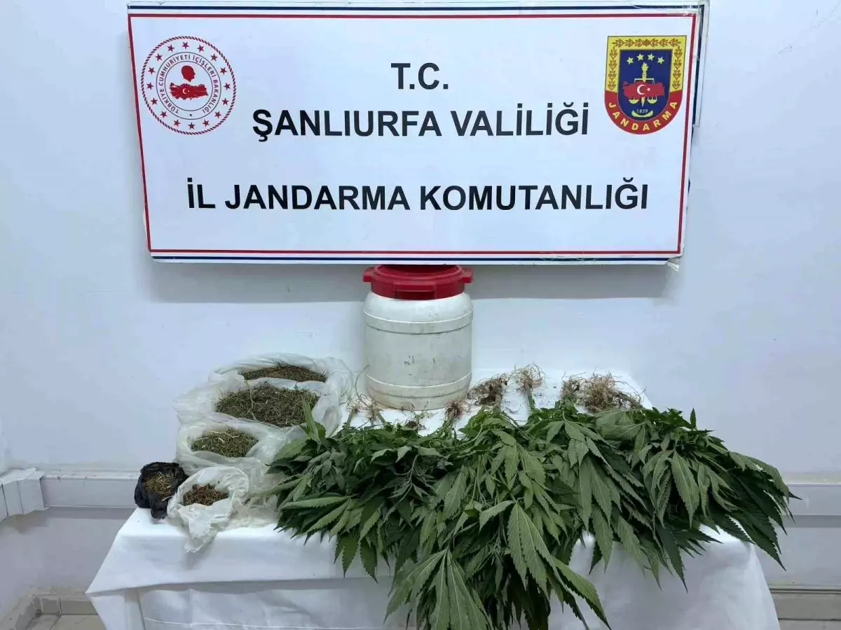 Şanlıurfa'da Uyuşturucu Operasyonu: 29 Kenevir Bitkisi ve 486 Gram Esrar Ele Geçirildi