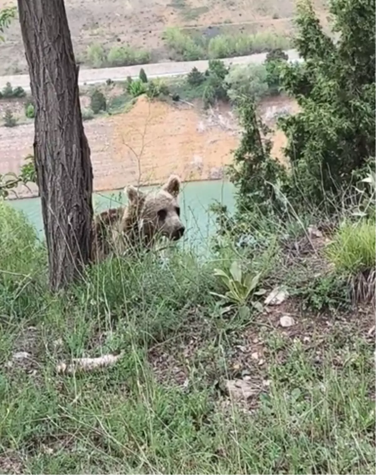 Sivas'ta Yavru Ayı Doğada Görüntülendi