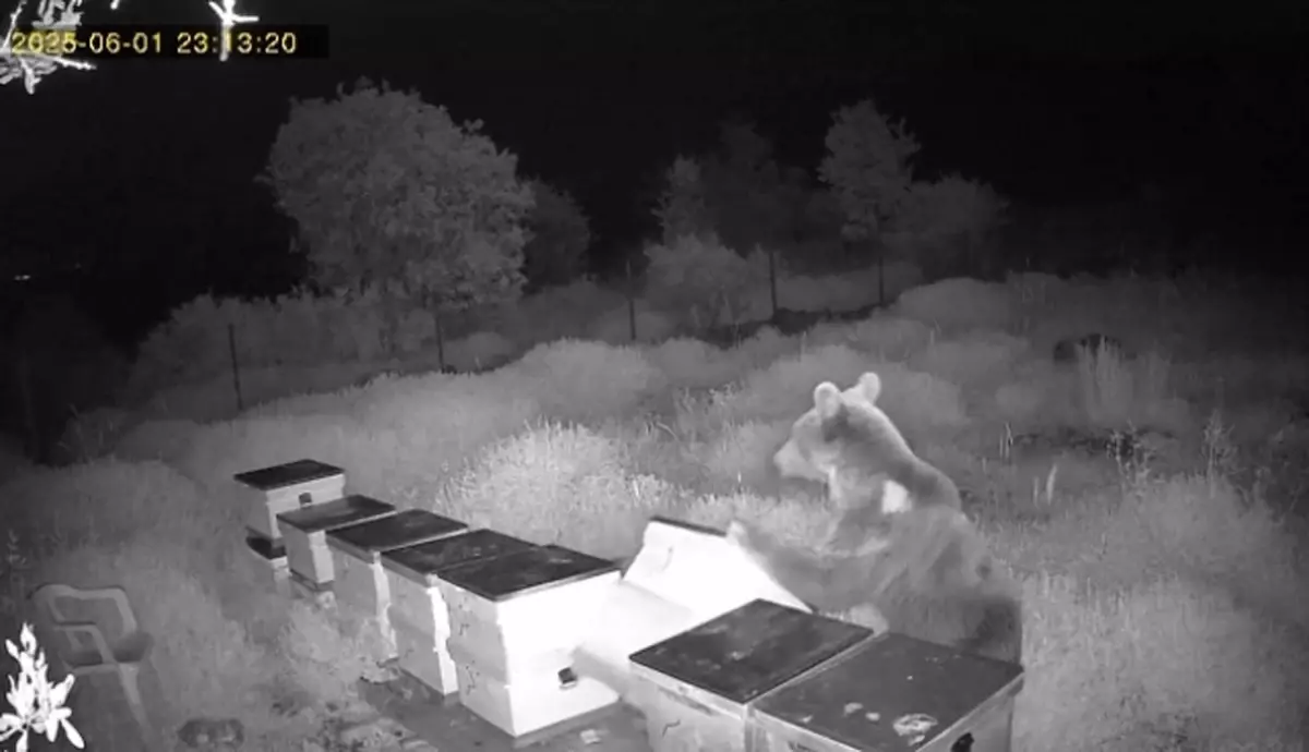 Antalya'da Ayı Saldırısı: Arı Kovanları Paralandı