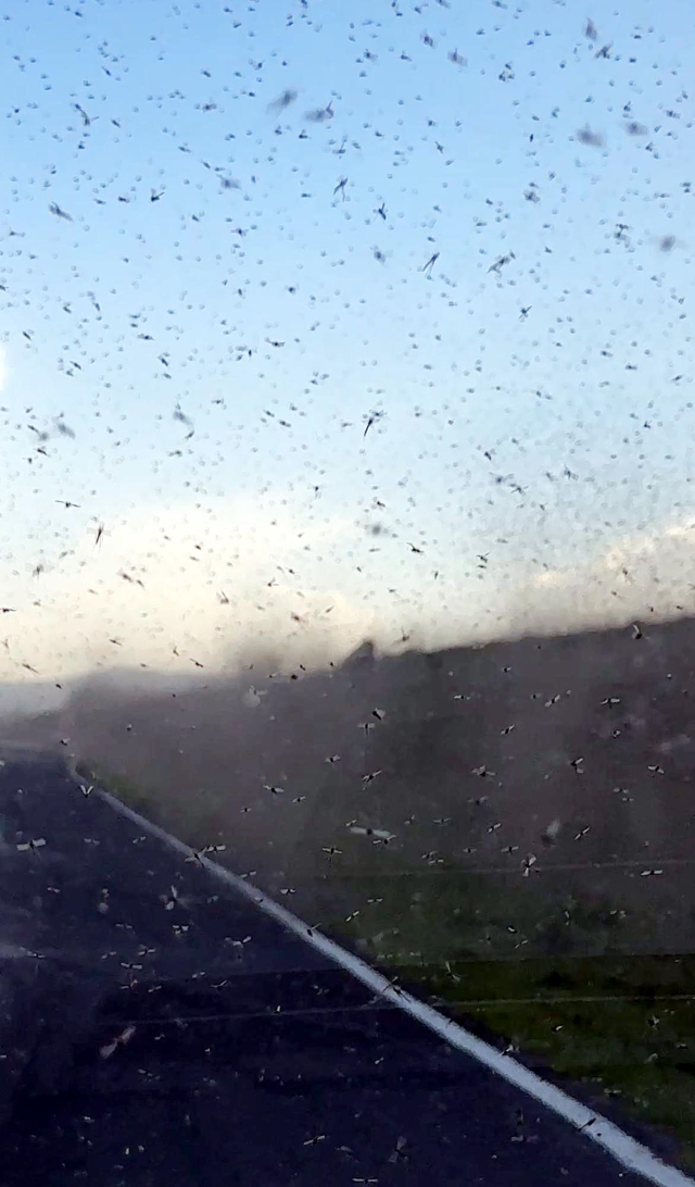 Green Fly Swarms Around Çıldır Lake Are Causing Difficult Moments for Drivers