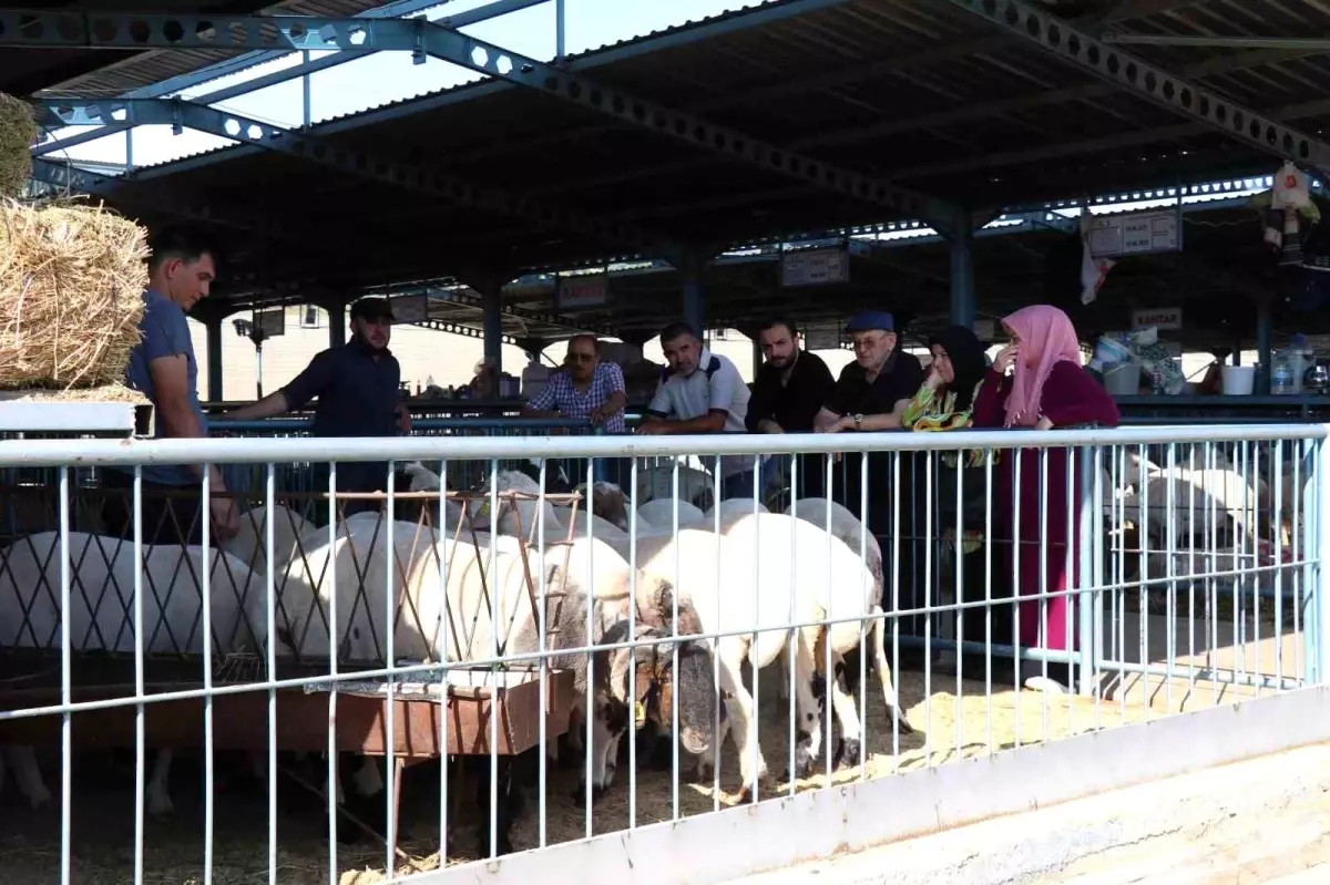 Denizli'de Kurban Bayramı İçin Hayvan Pazarı Hareketlendi