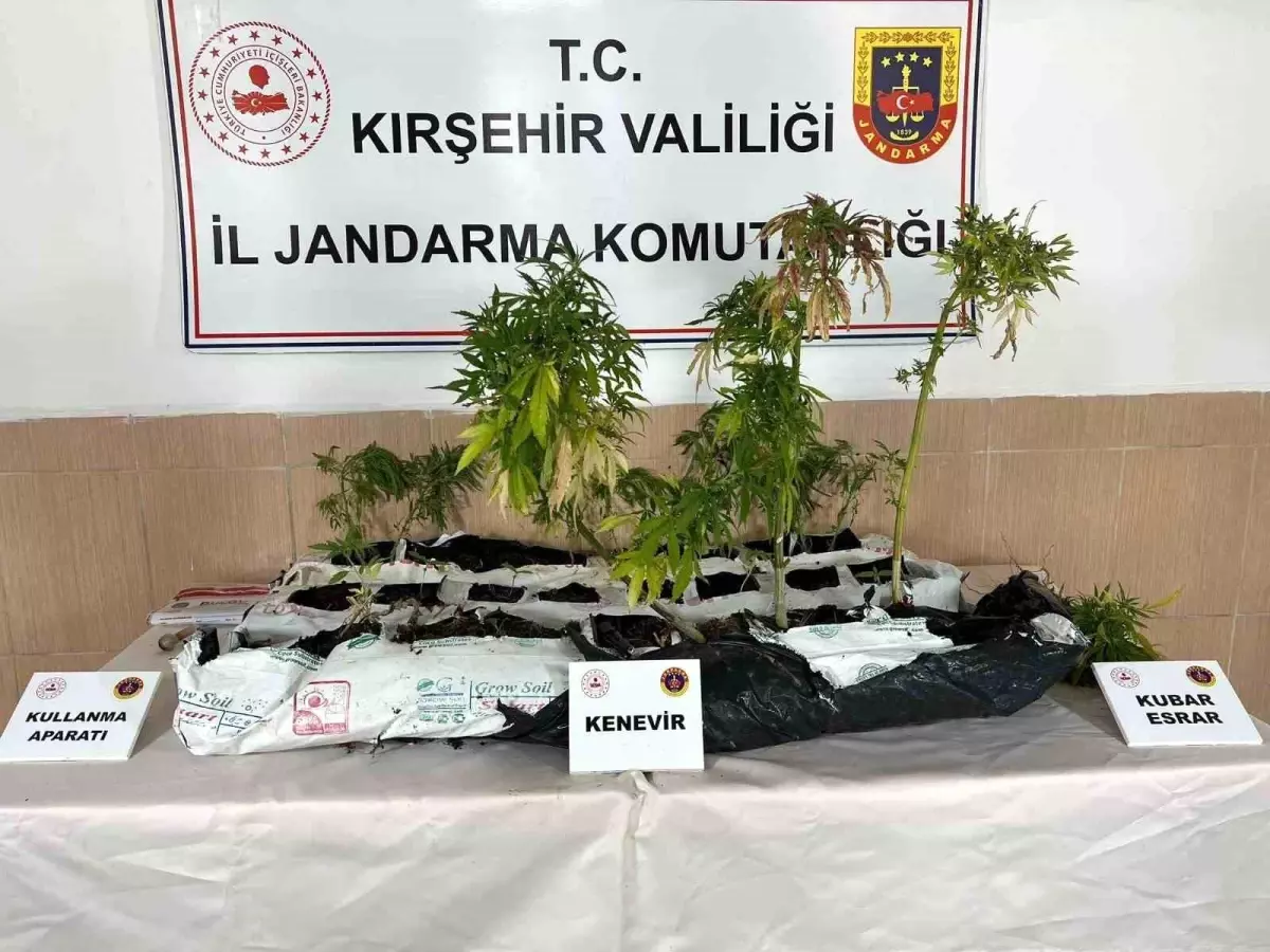 Kırşehir'de Uyuşturucu Operasyonu: 40 Kök Kenevir Ele Geçirildi