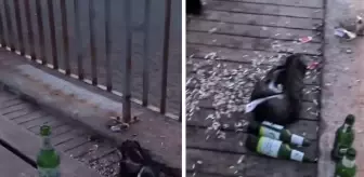 Dünyaca ünlü Konyaaltı Sahili'nde mide bulandıran görüntüler