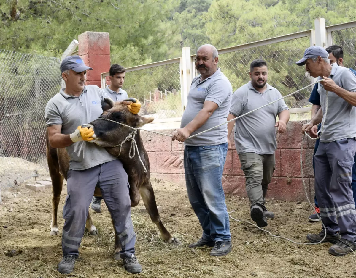 Antalya'da Kurban Bayramı İçin Hayvan Yakalama Ekibi Kuruldu