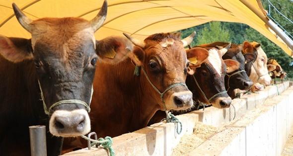 Kurban Bayramı Öncesi Kadıköy'de Vatandaşlar Bayramı ve Kurban Fiyatlarını Değerlendirdi