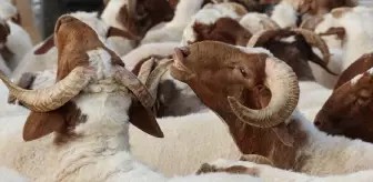 Kurban Bayramı Öncesi Kadıköy'de Vatandaşlar Bayramı ve Kurban Fiyatlarını Değerlendirdi
