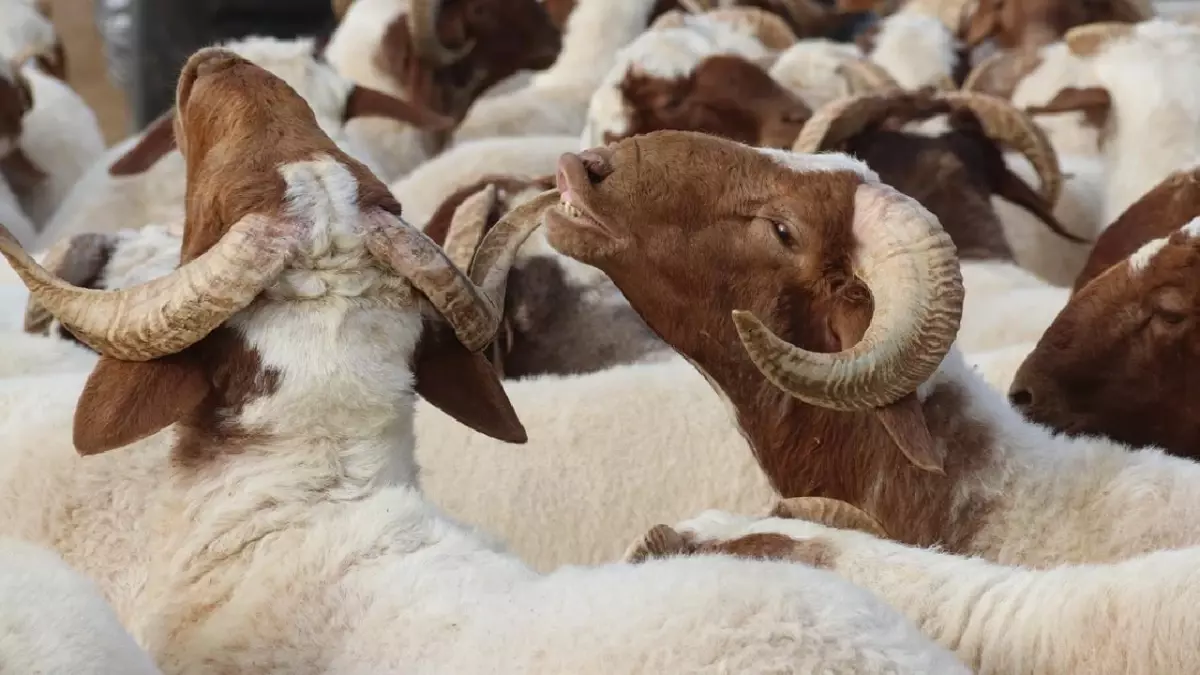 Kurban Bayramı Öncesi Kadıköy'de Vatandaşlar Bayramı ve Kurban Fiyatlarını Değerlendirdi