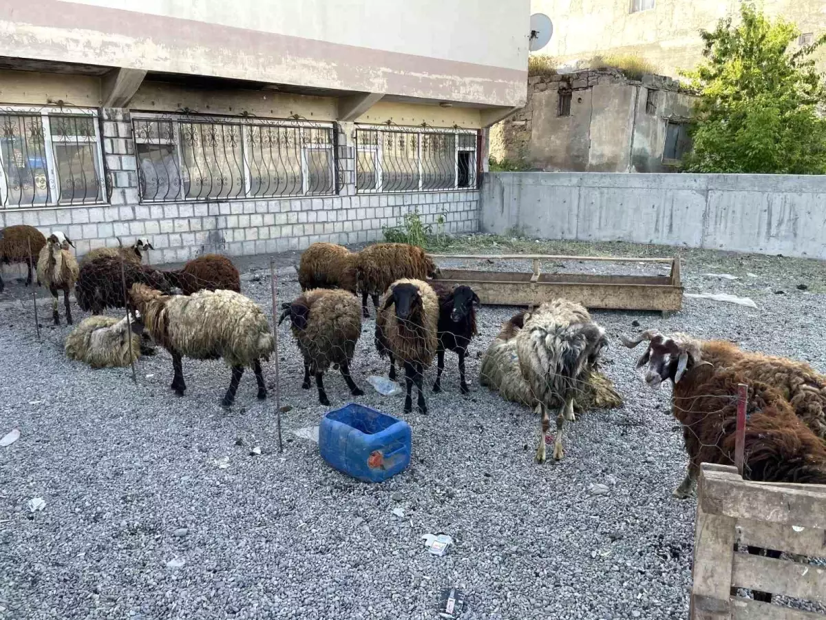 Muş Malazgirt'te Kurban Pazarı Kuruldu