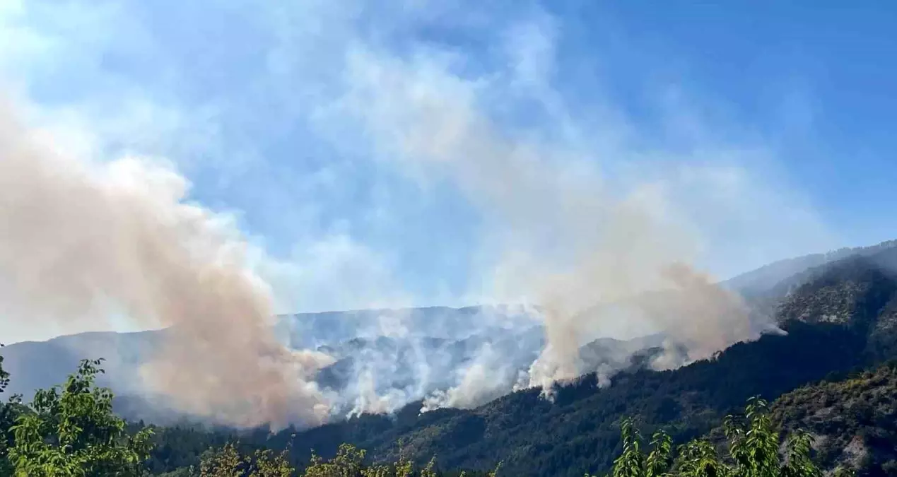 Karabük'te Yangın Alanı Ağaçlandırılacak