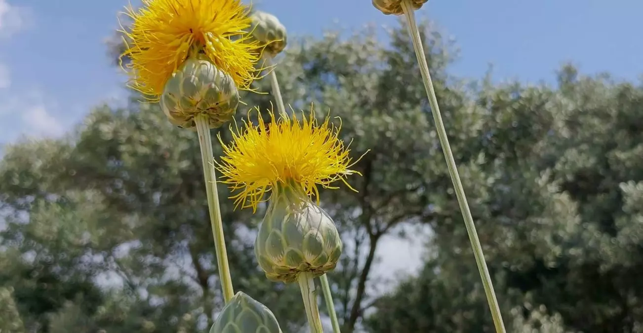 Kuşadası'nda Nesli Tehlikede 'Tülüşah' Çiçek Açtı