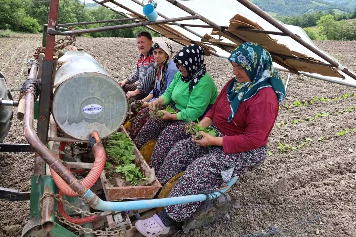 Bafra'da Tütün Dikimi Başladı, Üreticiler Fiyat Artışına Dikkat Çekti