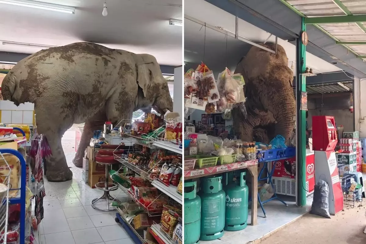 Vahşi fil marketi bastı, raflardaki atıştırmalıkları yedi