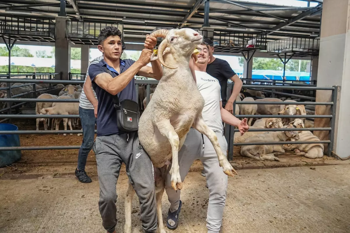 4 boynuzlu koç kurban pazarının gözdesi oldu