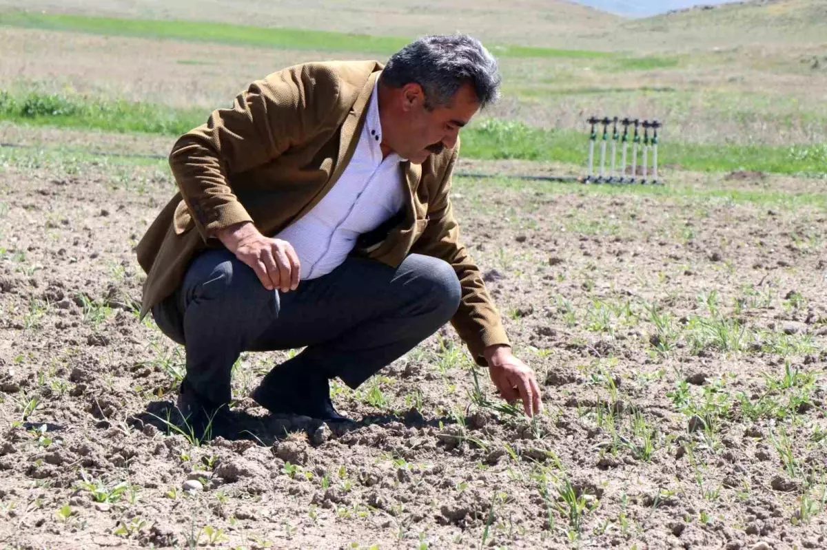 Diyadin'de Tarım ve Hayvancılıkta Üretim Artışı