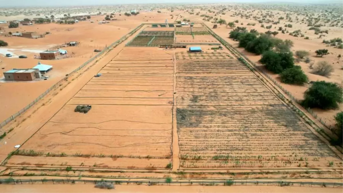 Çin-Afrika Yeşil Teknoloji Parkı ile Çölleşmeye Karşı Mücadele