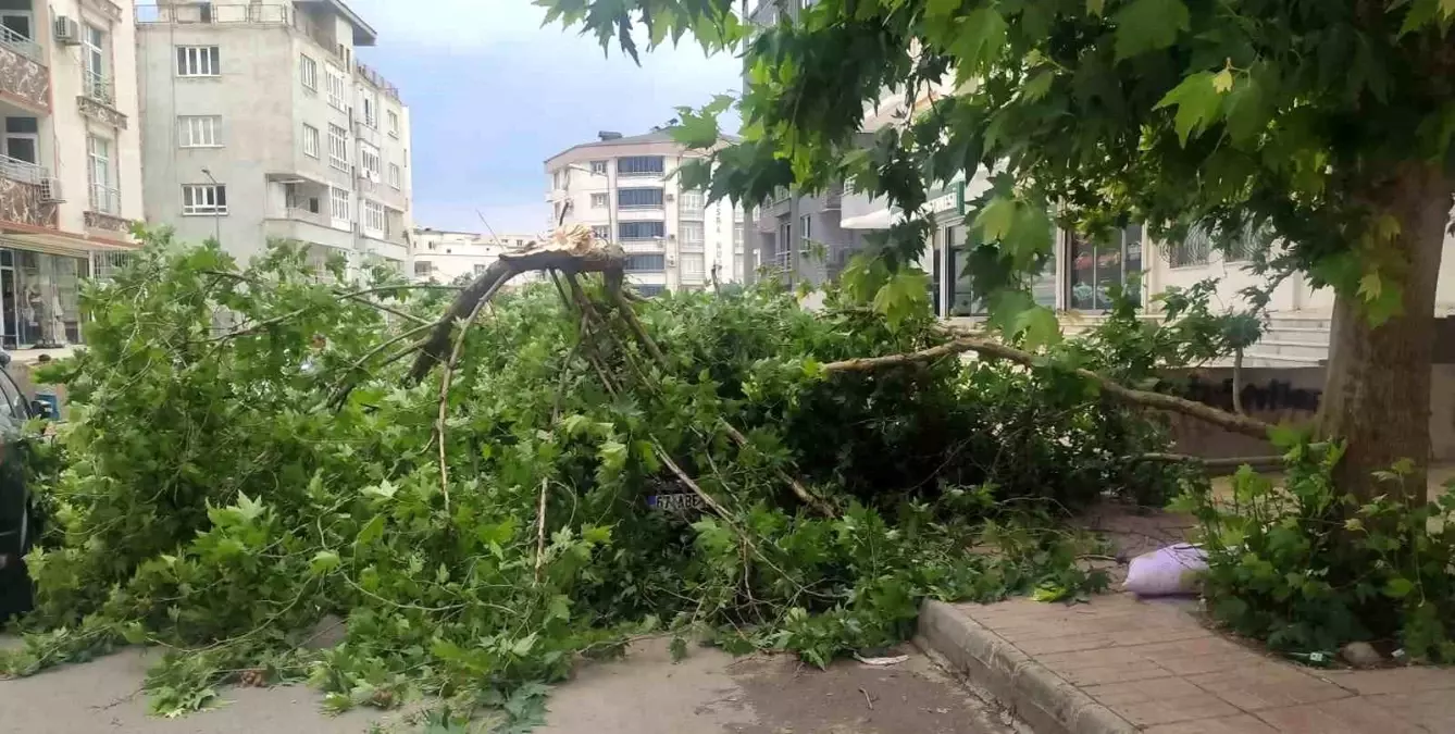 Batman'da Şiddetli Rüzgar Aracı Devrilmiş Ağaçla Zarar Gördü