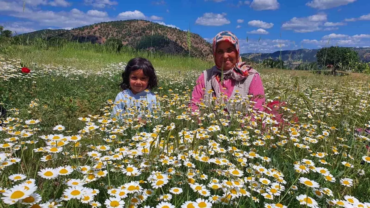 Demirci'de Kadınlar Kır Papatyası Hasadı Yapıyor