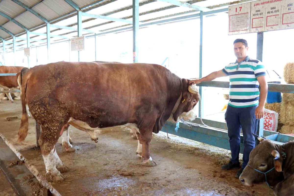 Denizli Kurban Pazarında 1 Tonluk Tosun 310 Bin TL'ye Satıldı