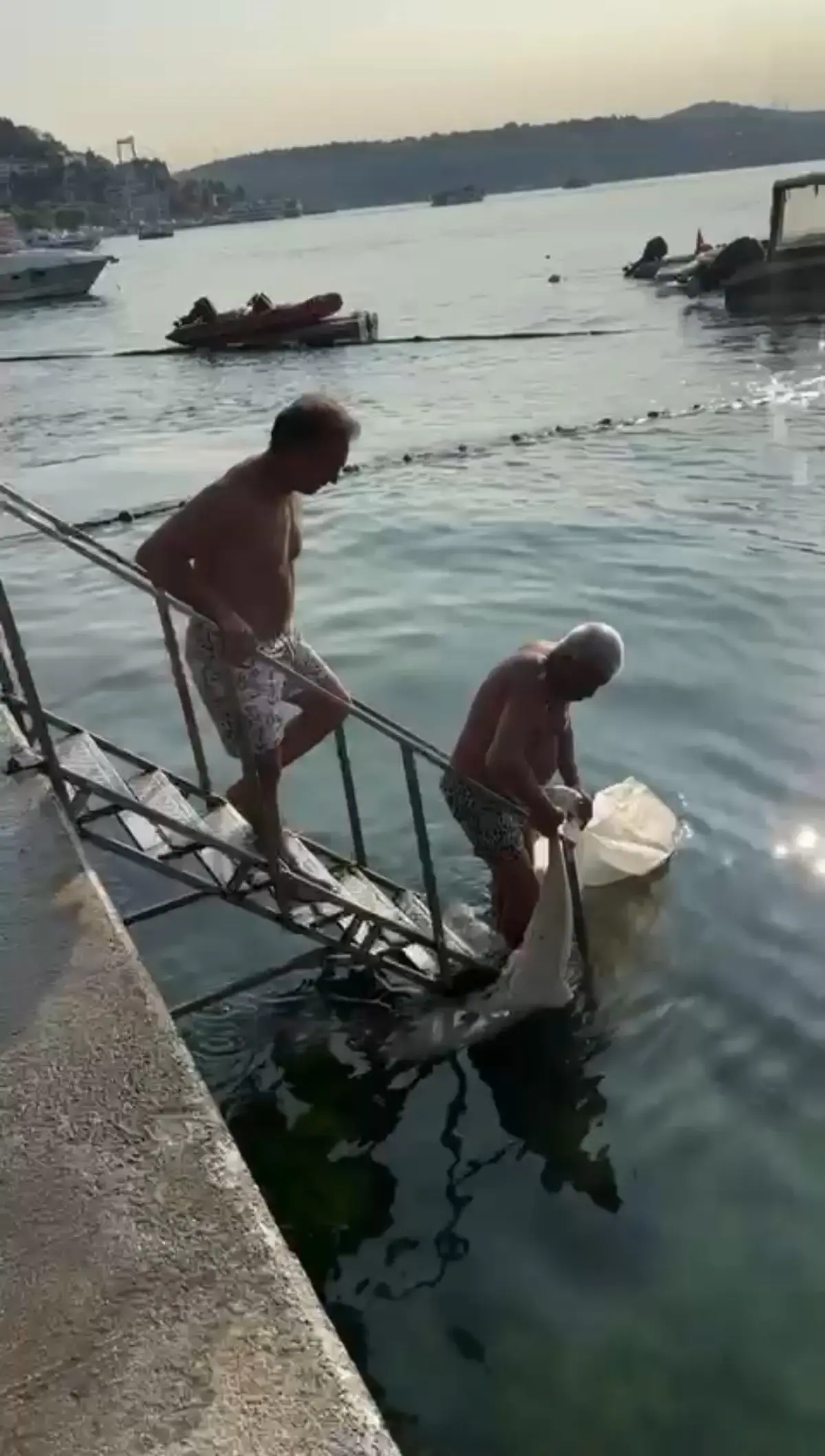 Bebek Sahilinde Ölü Beyaz Yunus Bulundu