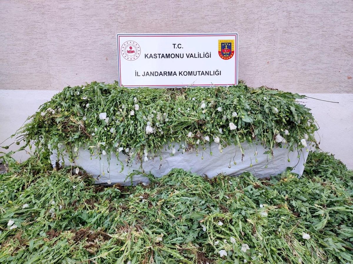 Kastamonu'da 120 Bin Kök Haşhaş Bitkisi Eken Şahıs Gözaltına Alındı