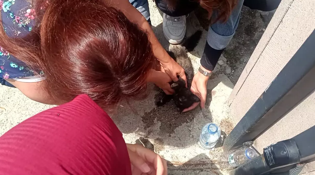 Kastamonu'da Öğrenciler Yavru Kediyi Hayata Döndürdü