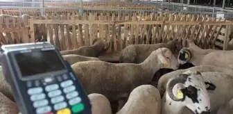 Kurbanlık alımında kredi kartı kullanmak caiz mi?