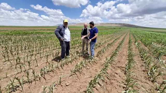 Such a thing has neither been seen nor heard! An attack was carried out on the field with a drone, 85 acres of crops have dried up
