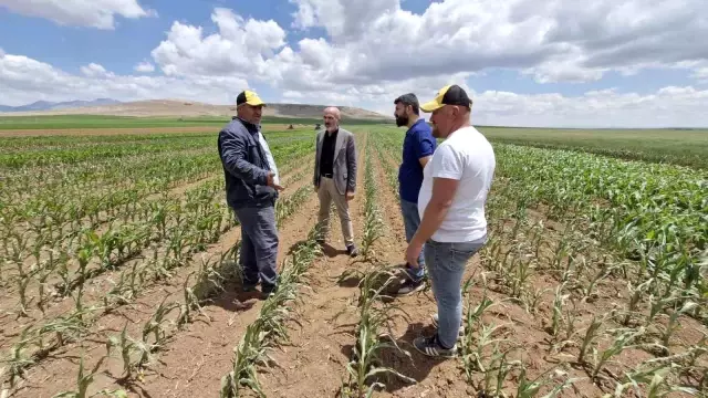 Such a thing has neither been seen nor heard! An attack was carried out on the field with a drone, 85 acres of crops have dried up